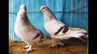Как я тренирую молодую таклу/ How I train young Turkish pigeon takla