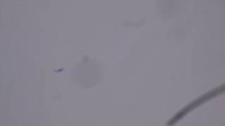 И полетела Гадзила (модель из поликарбоната)