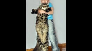 Кошка Мейн кун