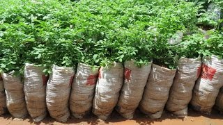 Экспериментальный картофель в мешках