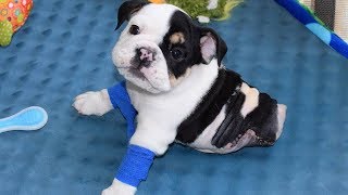 Bonsai The Bulldog Puppy Has Half A Body, But Lives Life To The Fullest