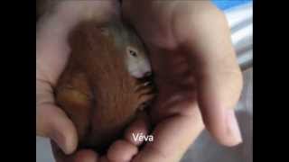 Véva, the squirrel