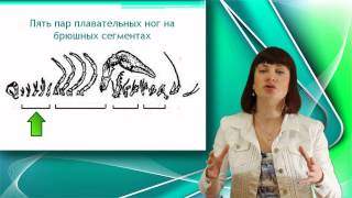 Речной рак. Класс ракообразные. Часть 1. Уроки Биологии Онлайн