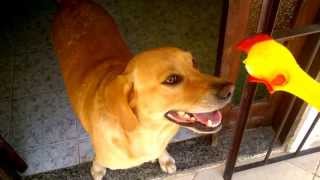NERO e o "FRANGO ESCROTO"