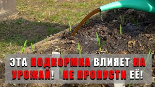 Первая обязательная подкормка чеснока! Её нельзя пропустить! Эта подкормка влияет на крупность!