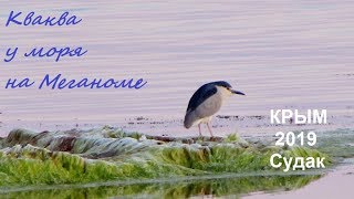 Кваква обыкновенная Nycticorax nycticorax в Крыму: Меганом, море на закате