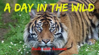 Hyderabad Nehru Zoological Park - HD Video - FULL Coverage
