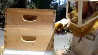 Honey Harvest Tutorial part 1