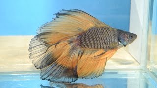 Мальки петушков Новый нерест Дамбо Халфмуны Драконы Fry bettas spawning New Dumbo Halfmoon Dragons