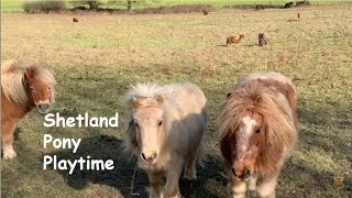Shetland Pony Playtime: TV episode 217