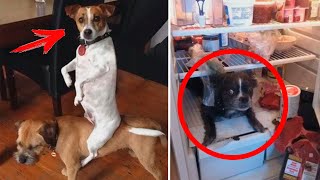 ЖИВОТНЫЕ ПОЙМАННЫЕ С ПОЛИЧНЫМ!
