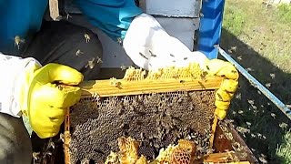 Работы на пасеке в октябре Сборка гнезда пчел на зиму Рамки в зиму
