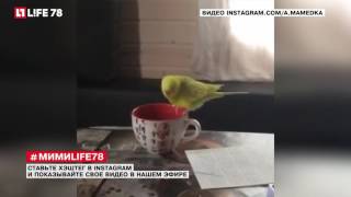 #мимиlife78 - забавные фото и видео из Instagram #60