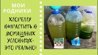 Хлореллу вырастить в домашних условиях - это реально!