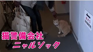 ニャルソック隊長だいず君の仕事始め