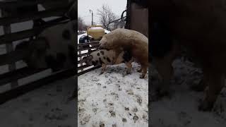 Свинка Пепа и Кабан Филька брачные игры)Хряк кроет свинку) Садка)