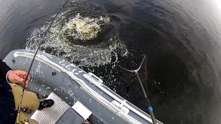 рыбалка в Карелии (полная версия). Ловля окуня, щуки и судака на спиннинг.
