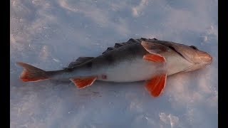 Ловля хищника на Каме зимой (судак, окунь, щука)