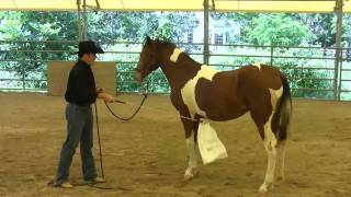 Day 6 - SCEA Rescue Horse - Desensitizing to Fly Spray & Spooky Objects