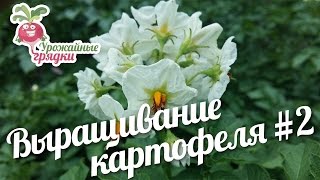 Выращивание картофеля разными способами. Часть 2 #urozhainye_gryadki