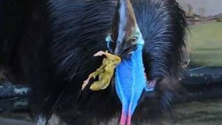 Big Bird eats its own POO - seriously!?