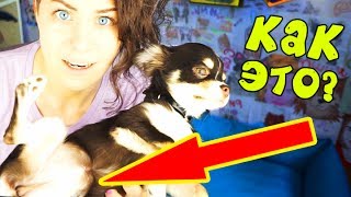 ПОЧЕМУ я НЕ кормлю СОБАК ПЛОХИМИ КОРМАМИ?! Вся правда о кормах для собак Magic Family