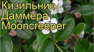 Кизильник даммера Мункрипер. Краткий обзор, описание характеристик cotoneaster dammeri Mooncreeper