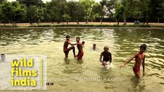 Boys swim to cool down along Rajpath, New Delhi