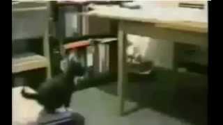 Самые смешные подборки видео роликов в истории!