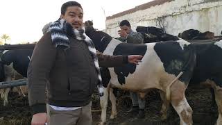 اسعار العجول فى سوق الاحد بدمنهور البحيرة 26/1/2020