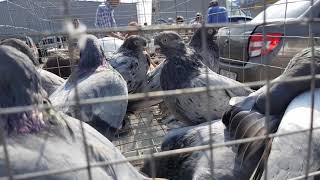 21.07.19. Птичий рынок г Пятигорск ч3. Bird market of Pyatigorsk, part 3.