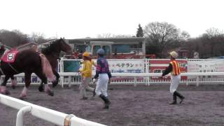 パドック内　放馬　ウンタロウ　8番