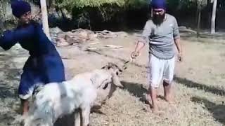 Jhatka 81