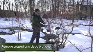 How to Prune Highbush Blueberry Bushes in Winter