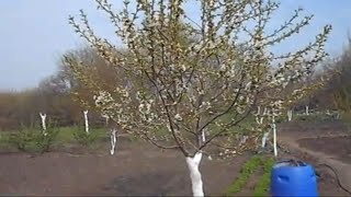 МАЛЕНЬКИЙ ОБЗОР МОЕГО САДА ЯБЛОНЬКА АДЖЕДАН 2019 год