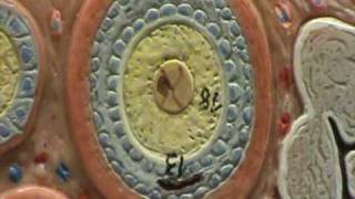Ovary Model - Secondary & Mature Follicles
