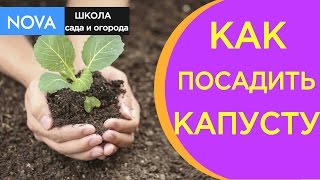 ?Срочный выпуск! ?Капуста посев семян на рассаду.NOVA