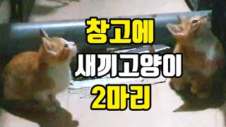 #StoryCat창고에새끼고양이#새끼고양이2마리즐거운놀이