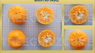 Mandarin tree cultivars_Μανταρινιά ποικιλίες