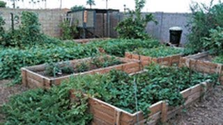 Secrets to a successfull urban garden with little work.