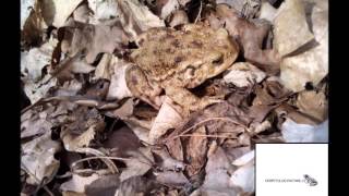HERPETOLOGYWITHME.CZ - Dokument o rozmnožování ropuch obecných Bufo bufo