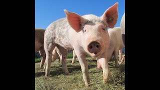 Последний день домашних животных  2018