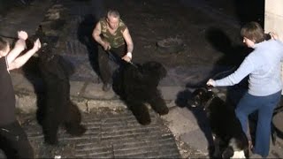 Чёрные Терьеры против Алабая