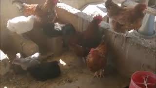 POULTRY FARMING IN BOTSWANA, AFRICA - ORPINGTON CHICKEN, GUINEA FOWLS, TURKEYS, DUCKS ETC