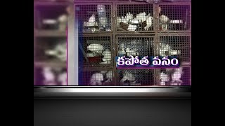 Home Turned as Pigeon House | by a Bird Lover | Vijayawada