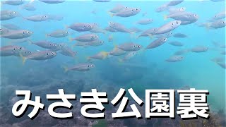 【海釣り】大阪　みさき公園裏　釣り場の水中映像