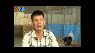 Gà Đông Tảo: Sinh ra từ làng- Tỷ phú nuôi Gà Đông Tảo Nguyễn Hữu Minh