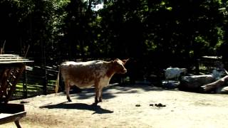 Cow VS Rooster