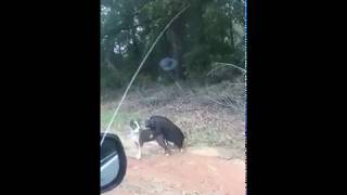 Pig Mating with Dog | Gay Animals