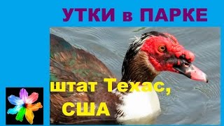 ? Хаффинес парк. Утки гуляют и плавают. Техас